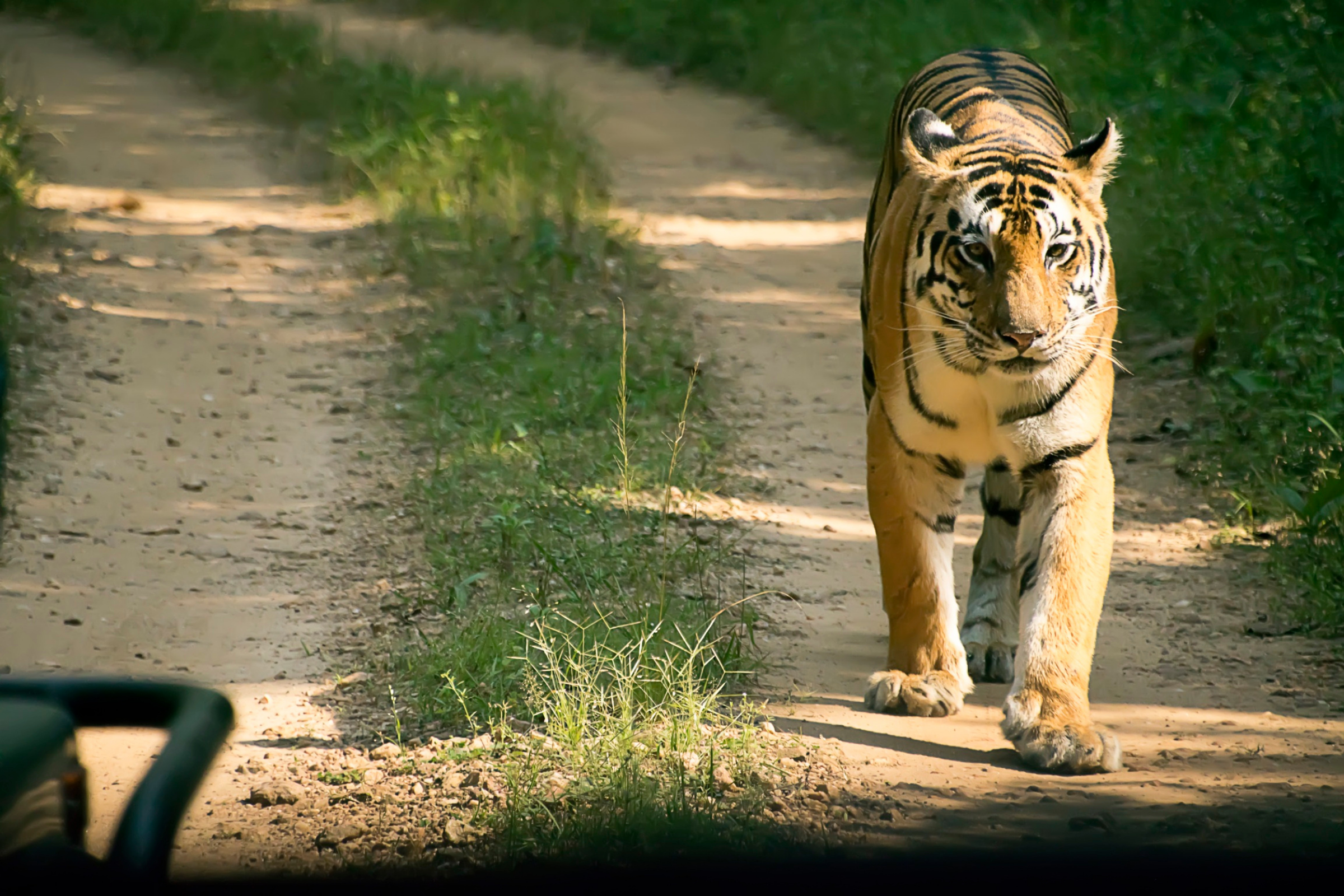 kanha national park (4).webp